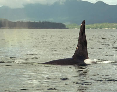 Big Male Killer Whale